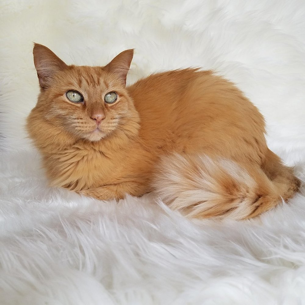Beautiful cat - not for sale
